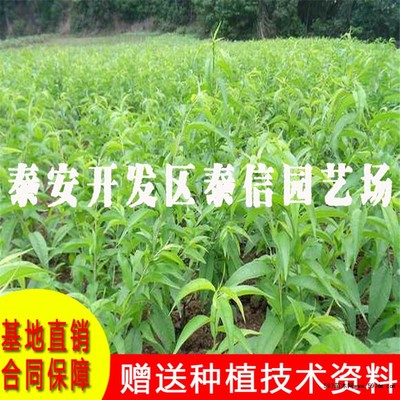 中油蟠4號桃苗價(jià)格及種植技術(shù)詳解