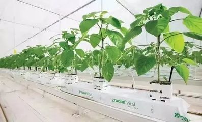 雄霸世界！荷蘭農(nóng)業(yè)靠這5大經(jīng)營模式與種植技術(shù)開發(fā)