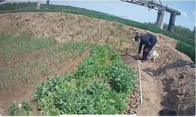 重要提醒！別再把它當(dāng)野菜種植了！種植技術(shù)開發(fā)指南