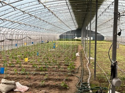 推動特菜輕簡化綠色高效種植技術(shù)“落地生根”——熊愛生教授指導(dǎo)宿遷特色蔬菜與芹菜種質(zhì)資源建設(shè)